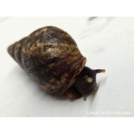 Afrikan jättikotilo ruskea 4-7CM -