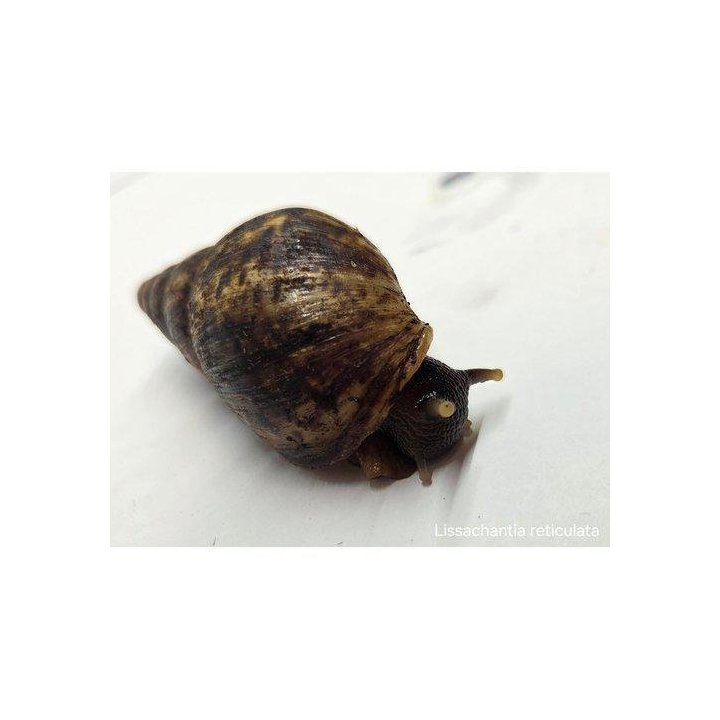 Afrikan jättikotilo ruskea 4-7CM -
