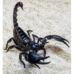 Malaysian forest scorpion adult Heterometrus spinifer