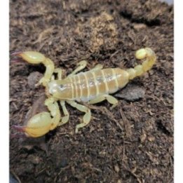 Scorpio maurus