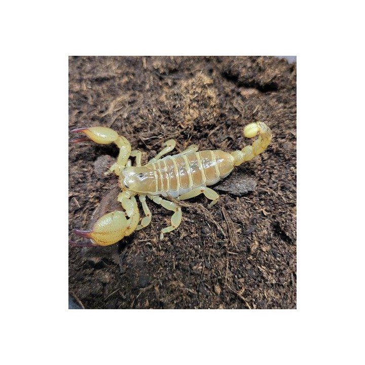 Large-clawed scorpion Scorpio maurus