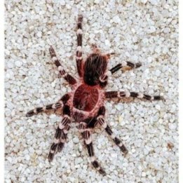 Brazilian White-kneed Tarantula Acanthoscurria geniculata