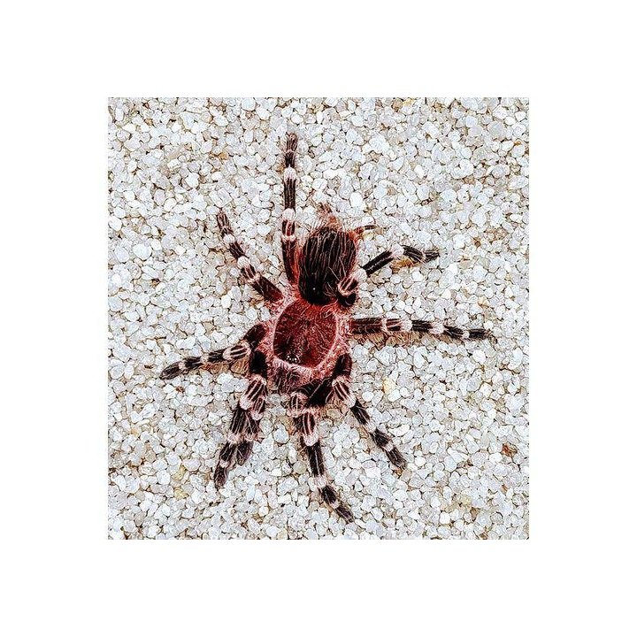 Brazilian White-kneed Tarantula Acanthoscurria geniculata