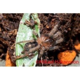Guatemalan tiger rump tarantula Davus pentaloris