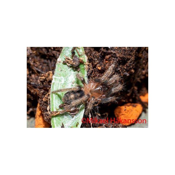 Guatemalan tiger rump tarantula Davus pentaloris