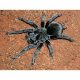 Brazilian Black Tarantula (Grammostola pulchra) ca3cm Bs