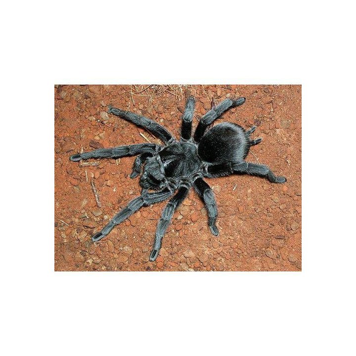 Brazilian Black Tarantula (Grammostola pulchra) ca3cm Bs