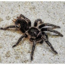 Seepratarantula Aphonopelma seemanni