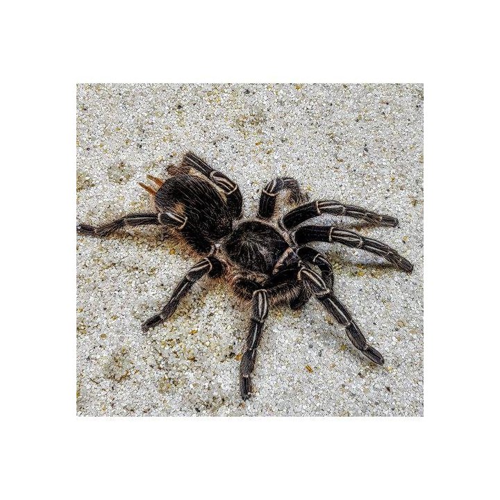 Seepratarantula Aphonopelma seemanni