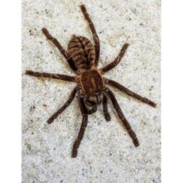 Tarantella Thailand Earth Tiger -