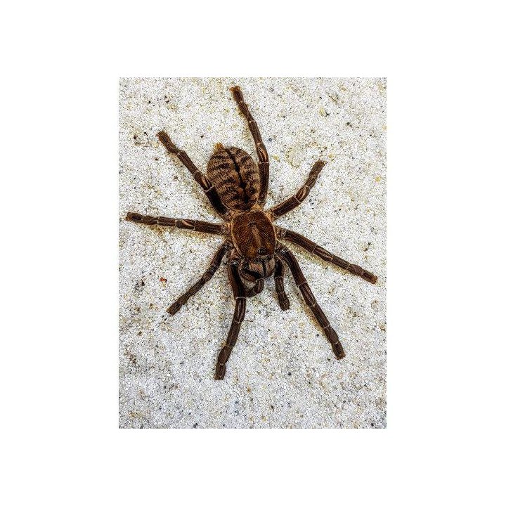 Tarantella Thailand Earth Tiger -