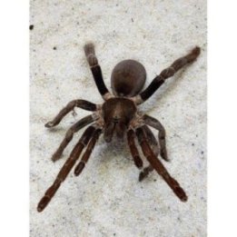 Cameroon Red Baboon Tarantula M-L Hysterocrates gigas