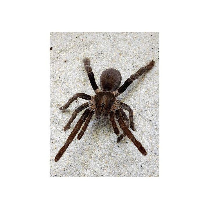 Cameroon Red Baboon Tarantula M-L Hysterocrates gigas