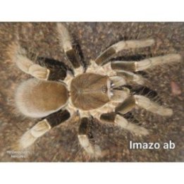 Hercules Baboon Spider M Hysterocrates hercules