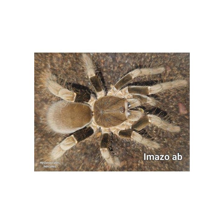 Hercules Baboon Spider M Hysterocrates hercules