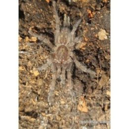 Tarantella Chestnut B Dwarf baboon(2-3cm) -