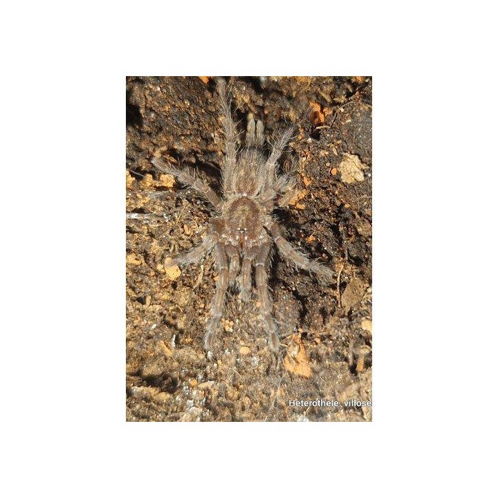 Tarantella Chestnut B Dwarf baboon(2-3cm) -