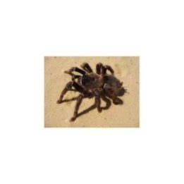 Brasiliantarantula Lasiodora parahybana ( 2-3cm )