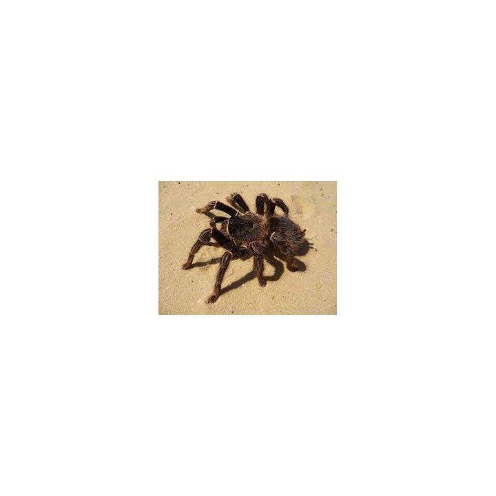 Tarantula Brasil Salmon ( 2-3cm )  Lasiodora parahybana