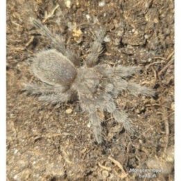 Socotra Island blue baboon tarantula Monocentropus balfouri (3-4cm)