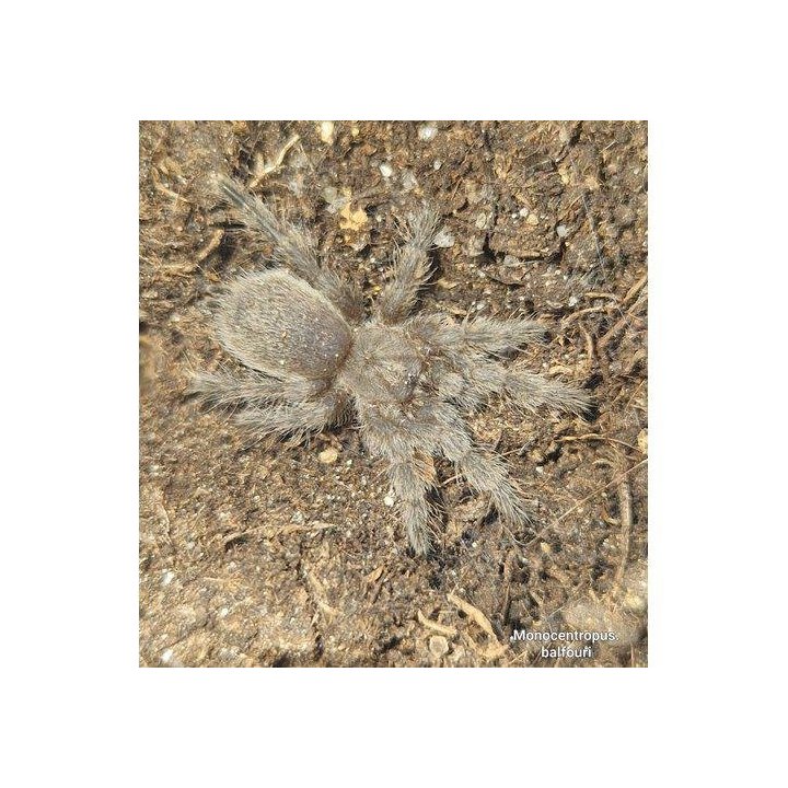 Socotra Island blue baboon tarantula Monocentropus balfouri (3-4cm)