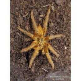 Kilimanjaro mustard baboon spider LCF Pterinochilus chordatus