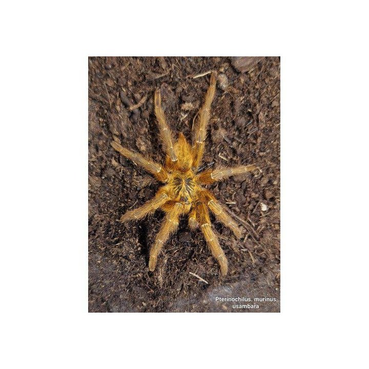 Kilimanjaro mustard baboon spider LCF Pterinochilus chordatus
