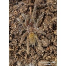Tarantella orange baboon ( 3-4cm ) RCF Pterinochilus murinus