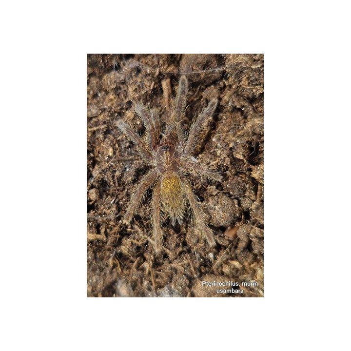 Tarantula Orange Baboon ( 3-4cm ) Rcf Pterinochilus murinus