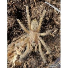 Tarantella Dodoma baboon ( 2-3cm ) -