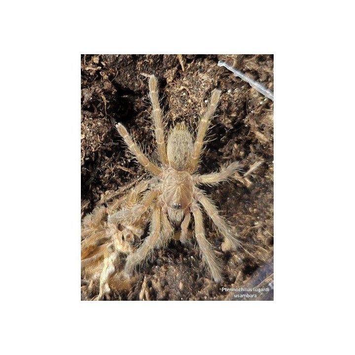 Tarantella Dodoma baboon ( 2-3cm ) -