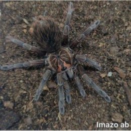 Tarantula Purple Bloom Pamphobeteus sp. "Machala"