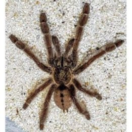 Trinidad chevron tarantella M Psalmopoeus cambridgei