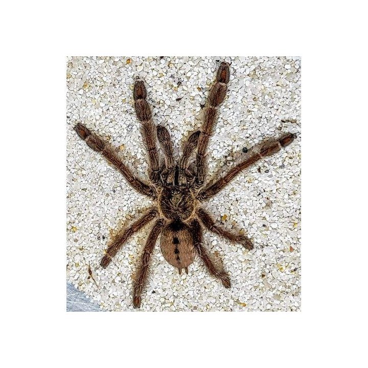 Tarantula Trinidad chevron M Psalmopoeus cambridgei