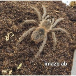 Tarantella Brazil Blue Pterinopelma sazimai / Lasiocyano sazimai