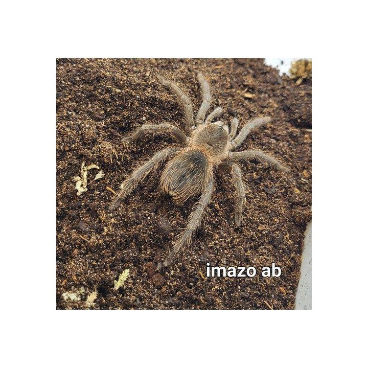 Tarantella Brazil Blue Pterinopelma sazimai / Lasiocyano sazimai
