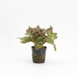 R.M FITTONIA RED RUUKKU -