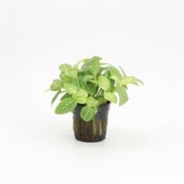 R.M FITTONIA VALKOINEN RUUKKU -