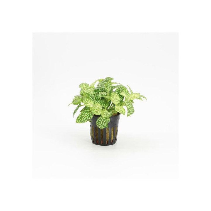 R.M FITTONIA VALKOINEN RUUKKU -