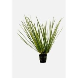 AF ACORUS VARIEGATUS 5 CM RUUKKU YELLOW -