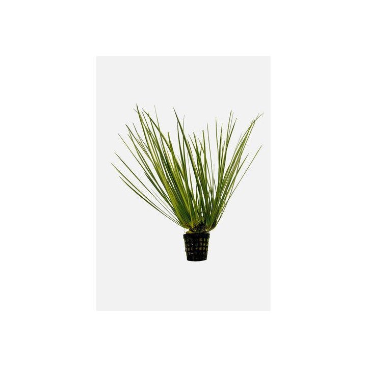 AF ACORUS VARIEGATUS 5 CM RUUKKU YELLOW -