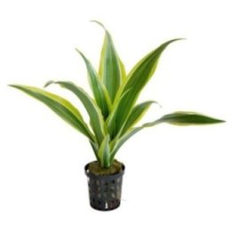 AF DRACENA SANDERIANA YELLOW 5 CM RUUKKU ORANSSI -