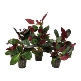 AF HEMIGRAPHIS COLORATA 5 CM RUUKKU YELLOW -