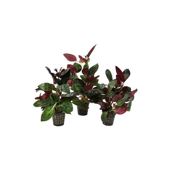 AF HEMIGRAPHIS COLORATA 5 CM RUUKKU YELLOW -