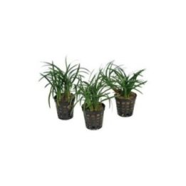 AF OPHIOPOGON KYOTO5 CM RUUKKU ORANSSI -