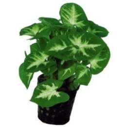 AF SYNGONIUM PIXII5CM RUUKKU VIHREÄ -
