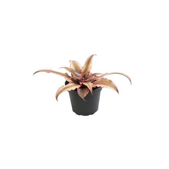 CRYPTANTHUS BIVITTATUS 6CM RUUKKU -