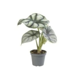 ALOCASIA SILVER DRAGON 6CM RUUKKU -