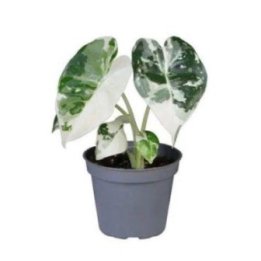 ALOCASIA FRYDEK VERIEGATA 6CM RUUKKU -