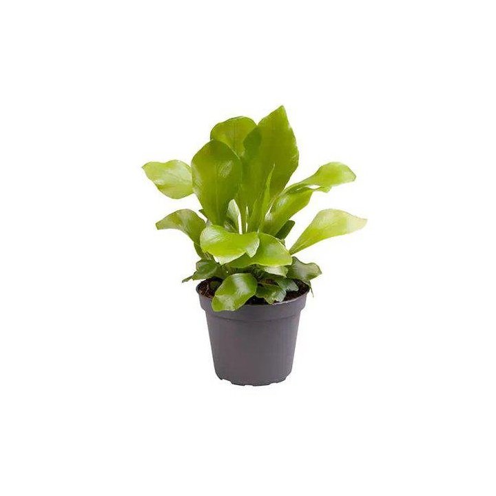 ASPLENIUM NIDUS 6CMPOT -